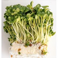 Kitchen Garden Japanese Radish Sprouting Seeds 50g
